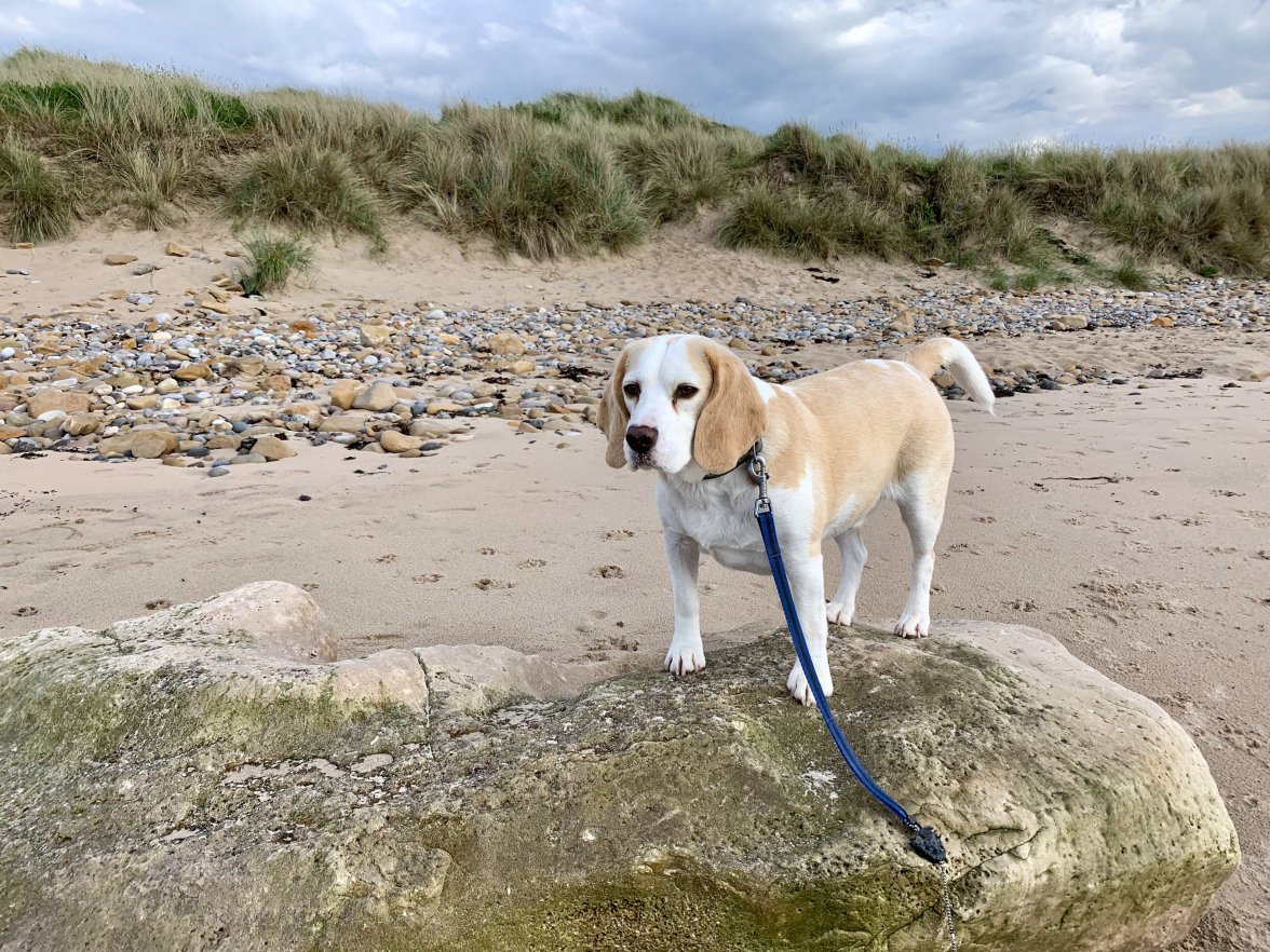 fullsizeoutput_c997.jpeg fullsizeoutput_c997.jpeg