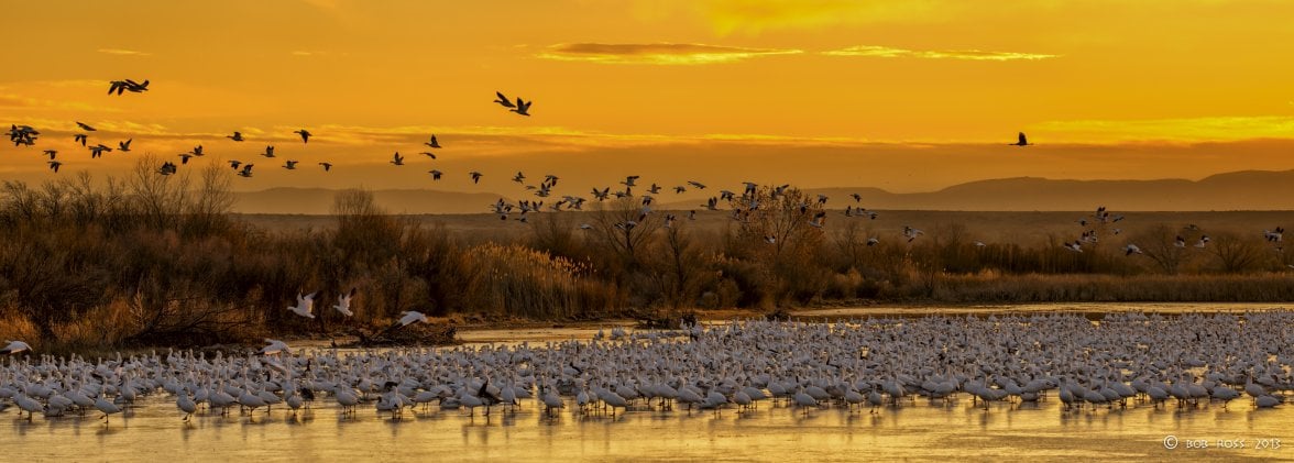 Bosque Sunrise.jpg