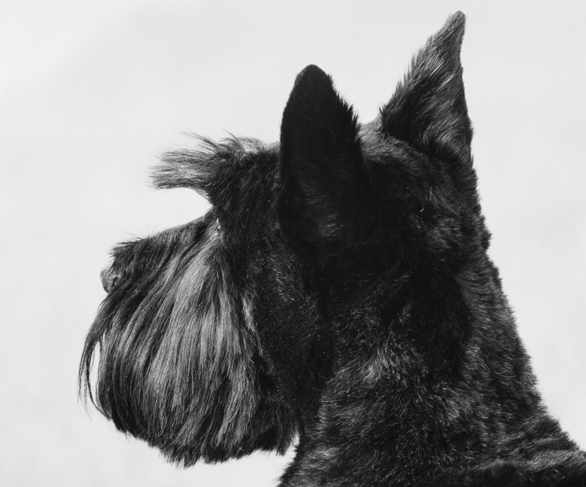 Black & White Woodrow.jpg