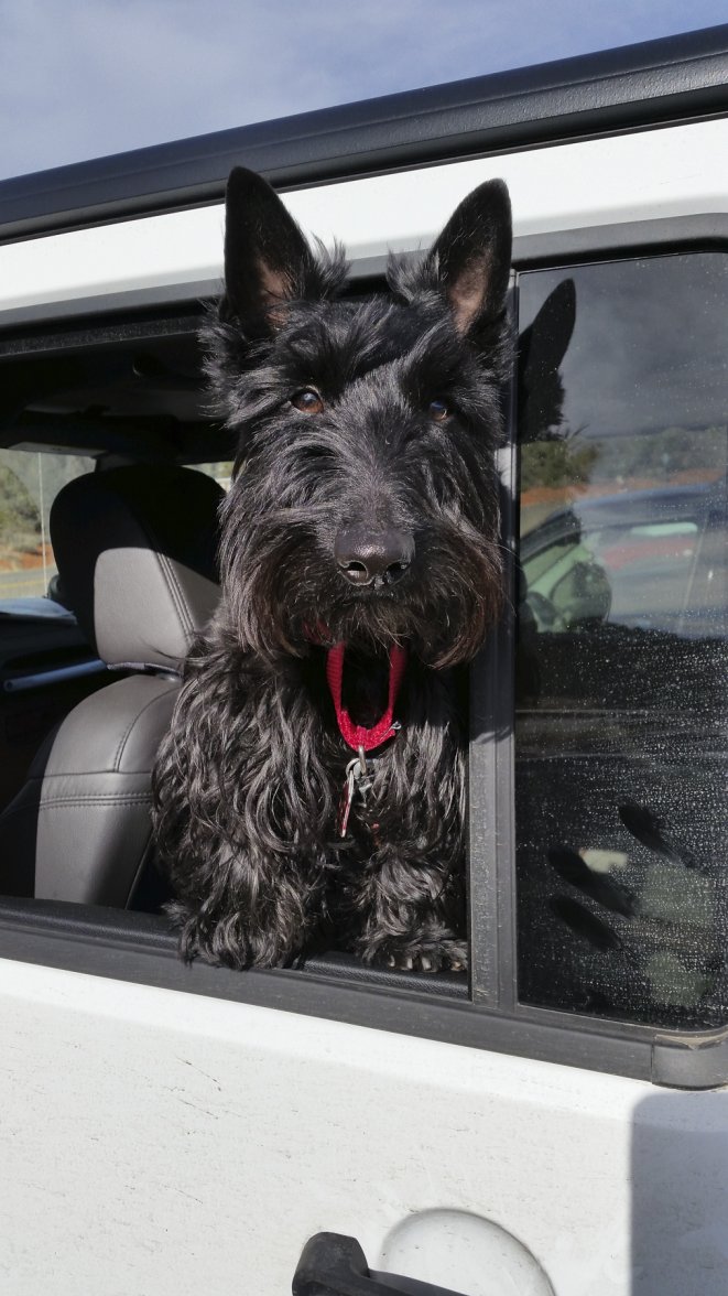 Woody in the Jeep.jpg
