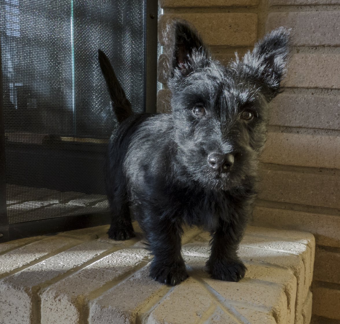 Woody on the Fireplace.jpg