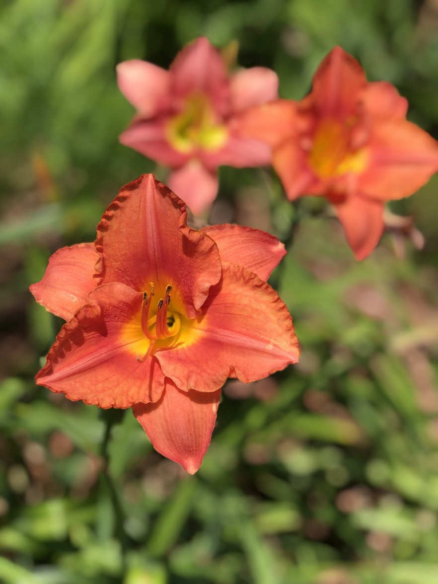 9F1371B1-0FD3-4CA1-B0A1-E37355C88959.jpeg 9F1371B1-0FD3-4CA1-B0A1-E37355C88959.jpeg