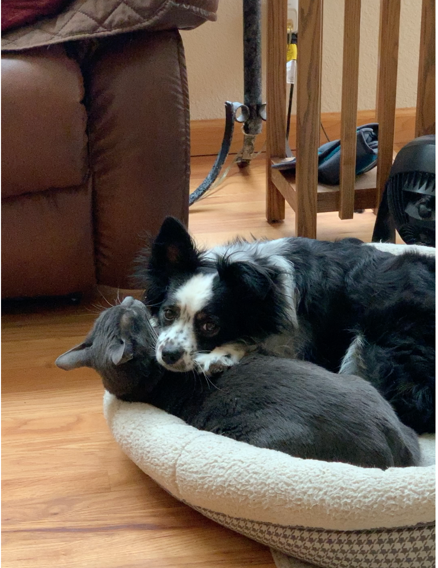 Addie Cinder Screenshot 2019-07-11 16.27.31.png