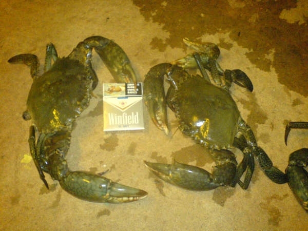 crabs.JPG