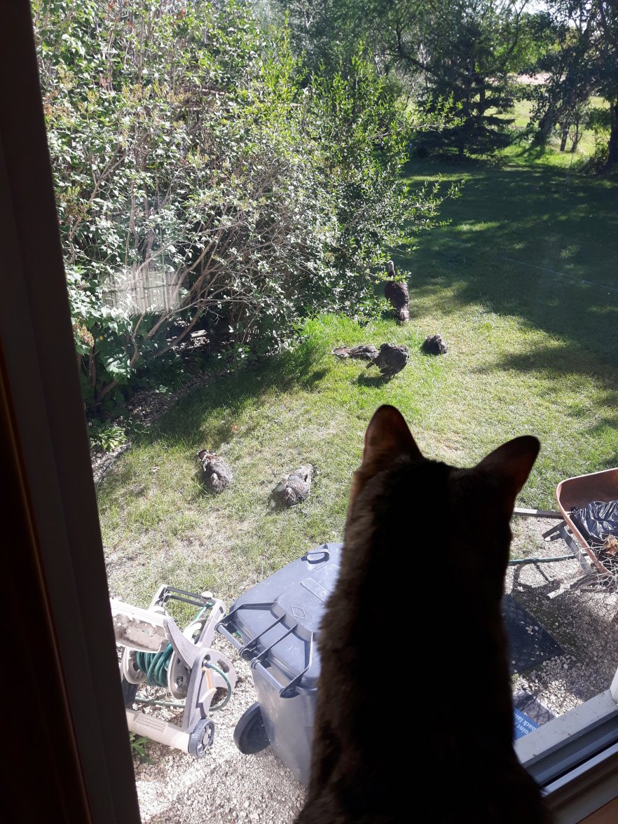 tanzi and turkeys.jpg