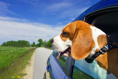 beagle-blue-car-cute-travels-30615865.jpg