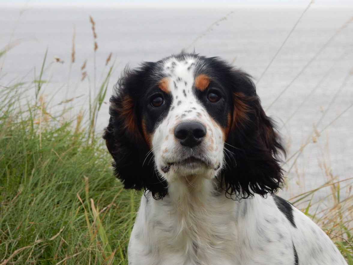 INCA ON THE KNOCK 1 230819.jpg