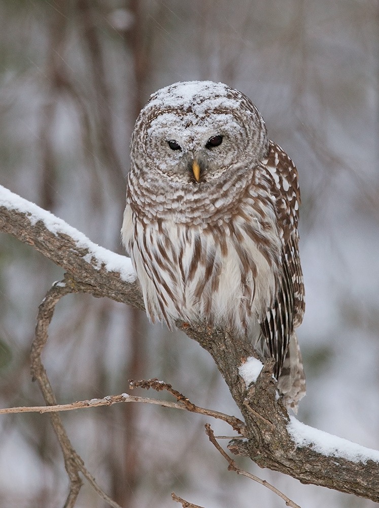 Some Owls 