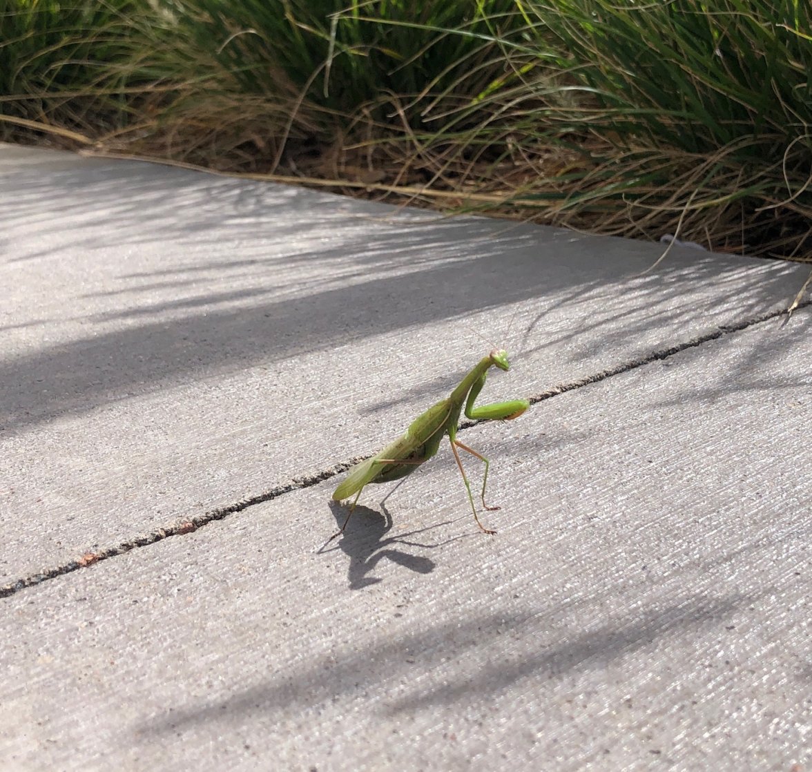 praying_mantis.jpg