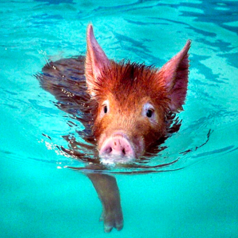 SwimPig.png