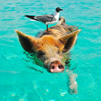 SwimPig1.png