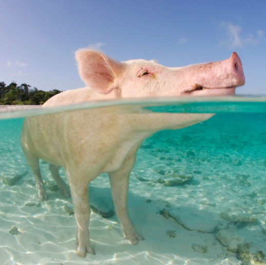 SwimPig2.png