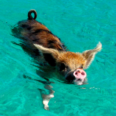 SwimPig3.png