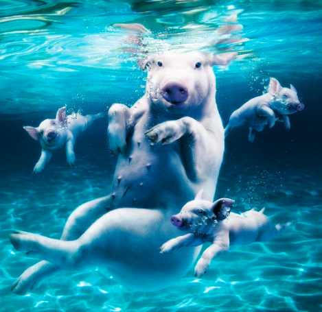 SwimPig4.png