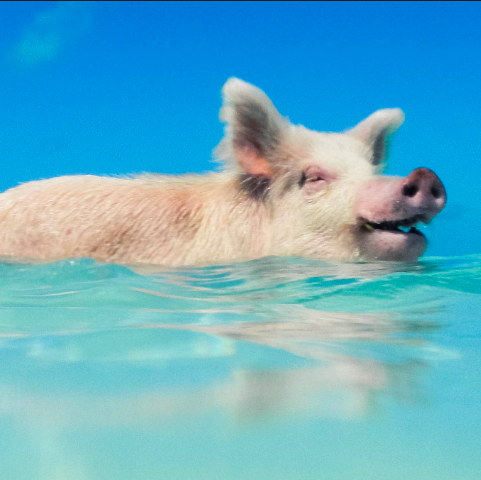 SwimPig5.png