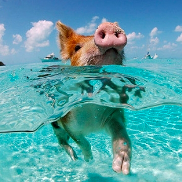 SwimPig6.png