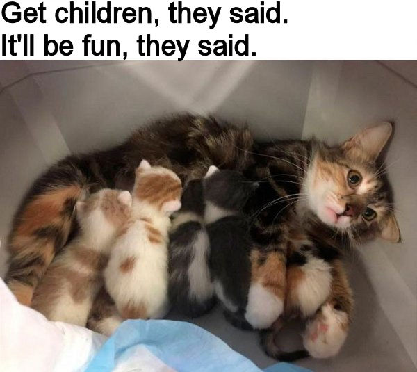 katzenkinder.jpg