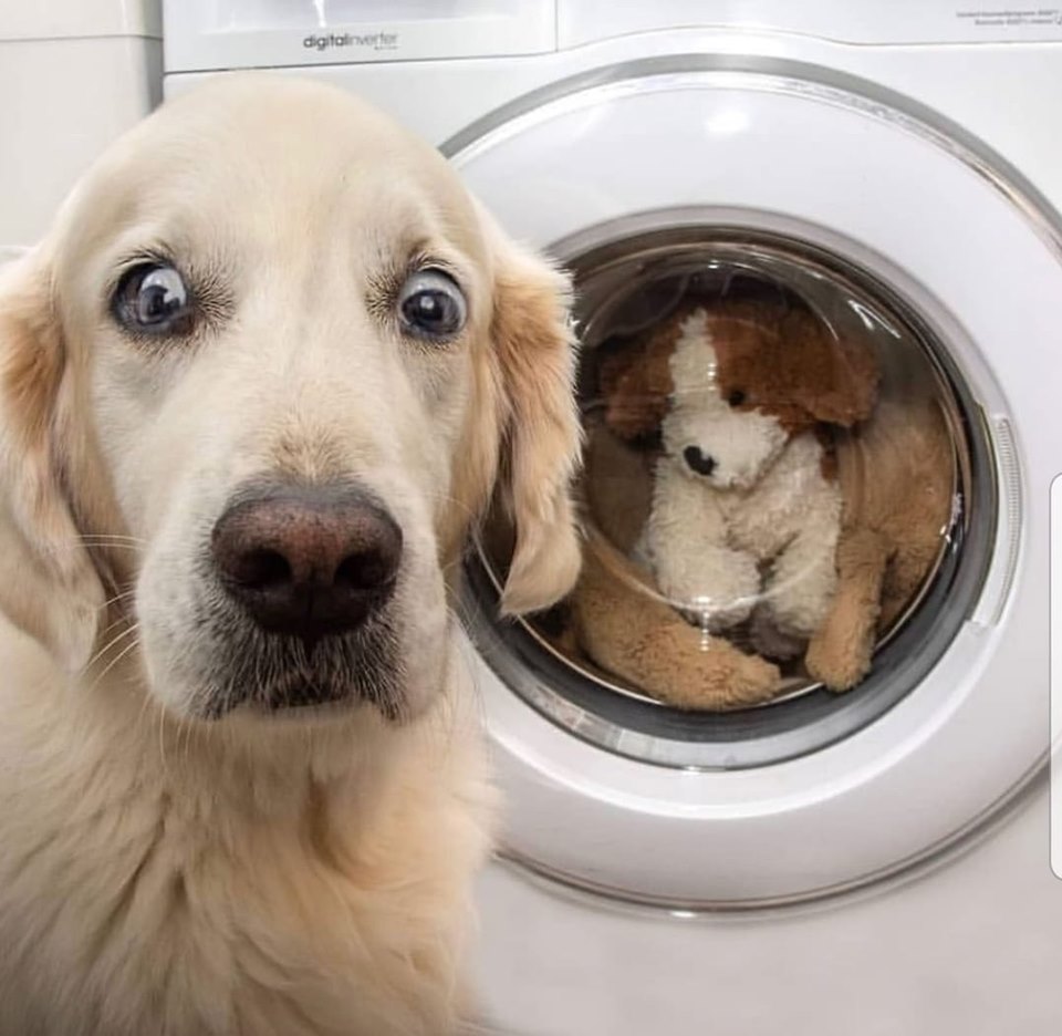 dogdryer.jpg