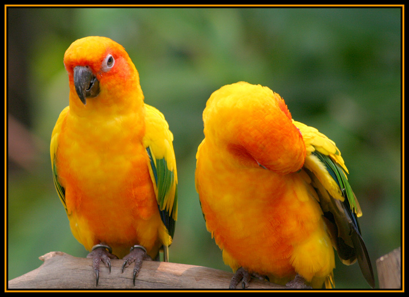 parrots_2239web.jpg