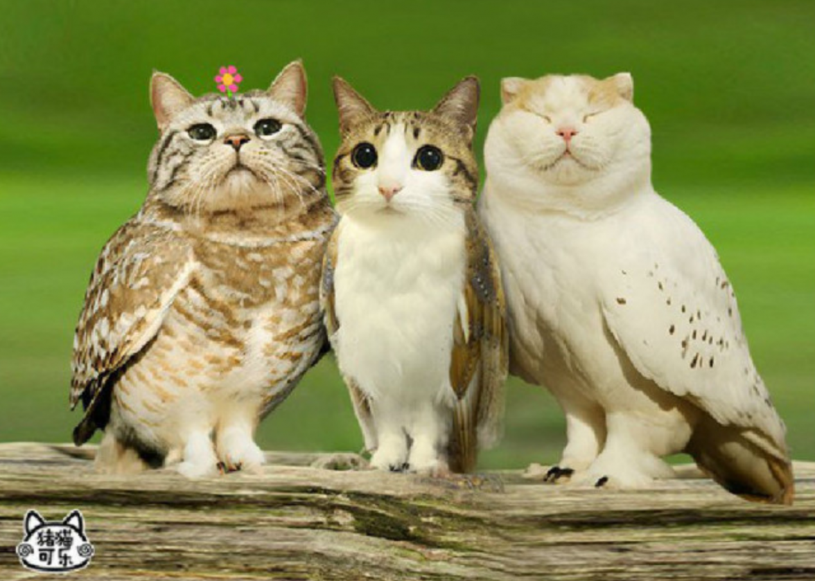 I'll see your weird cat and raise you by Cats with Owl Bodies. like th...