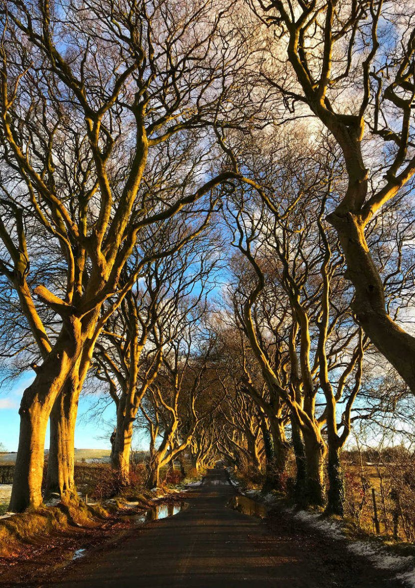 12.10.17 The Dark Hedges.jpg