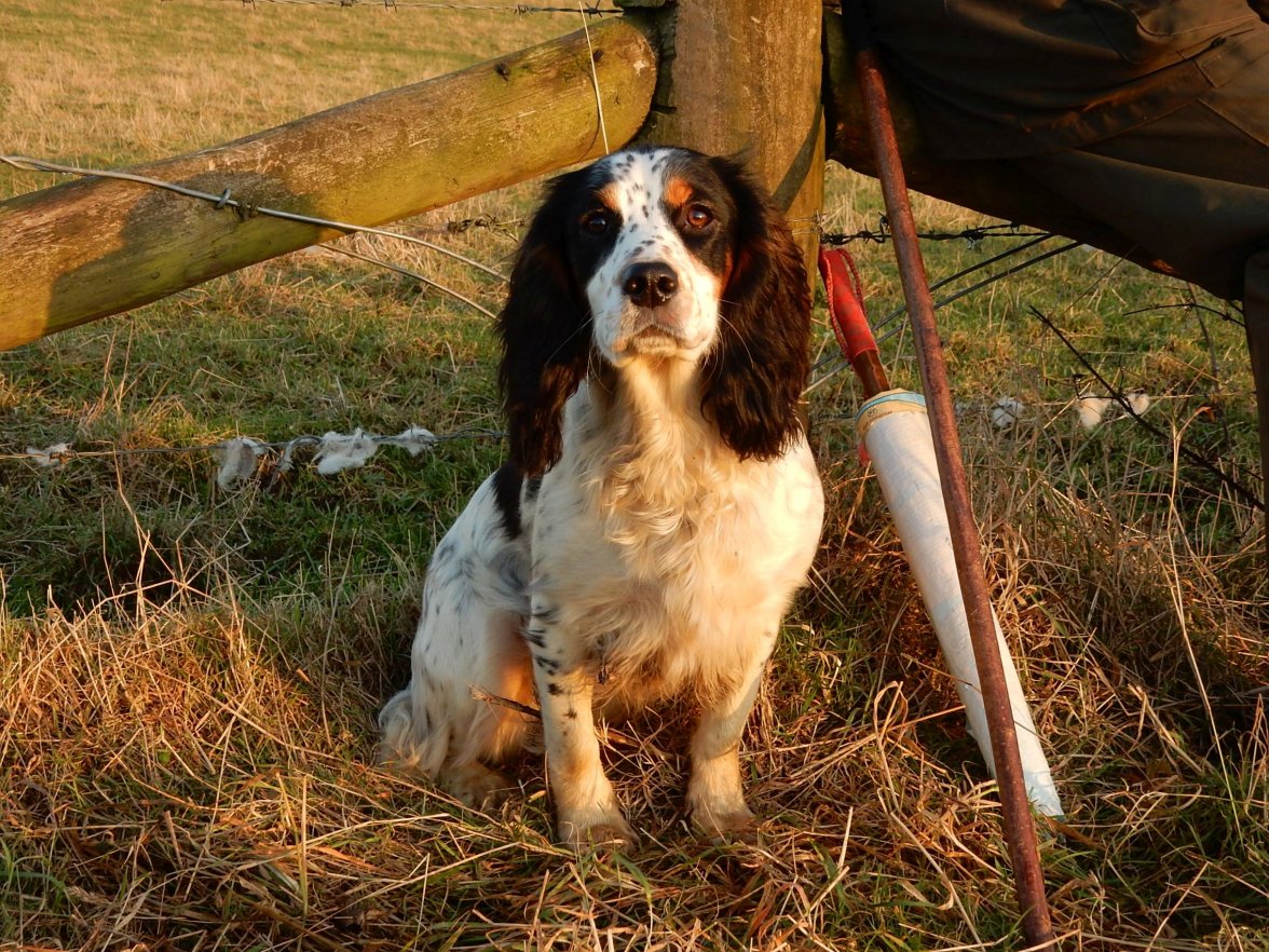 PETERS SHOOT DUCKS 2 041219.jpg