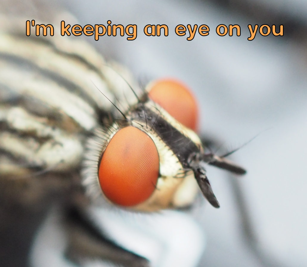 eye_on_you.jpg