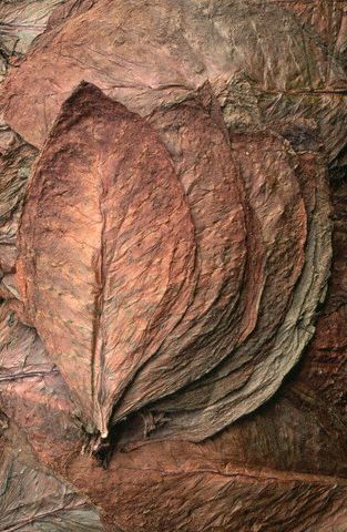 tobacco leaf.jpg