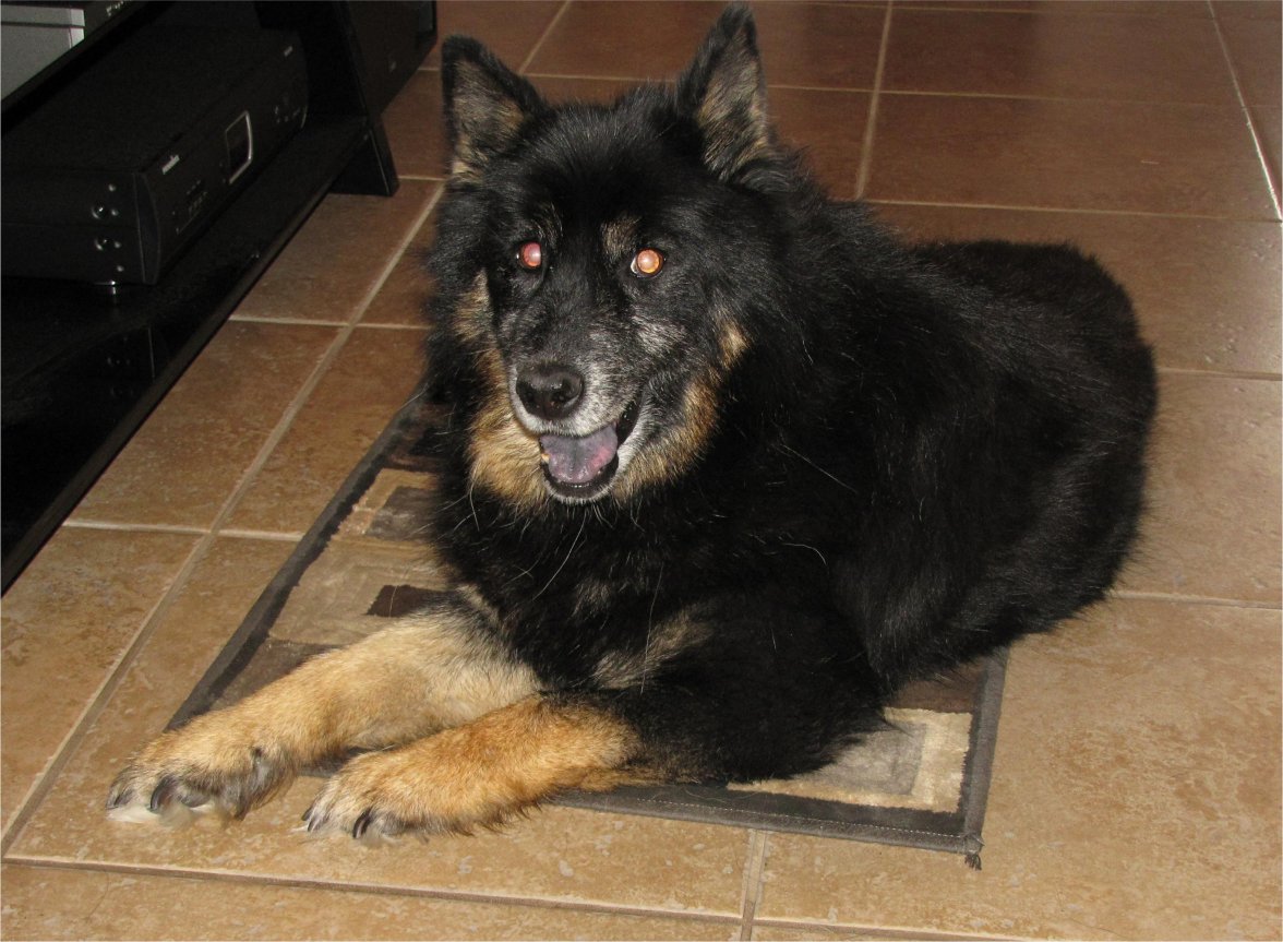 Bruin at 14 - Last picture -1.jpg