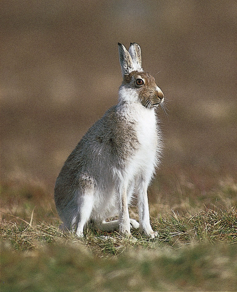 Alpine-hare-Siberia-Scandinavia.jpg