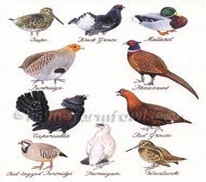 types-of-poultry1.jpg