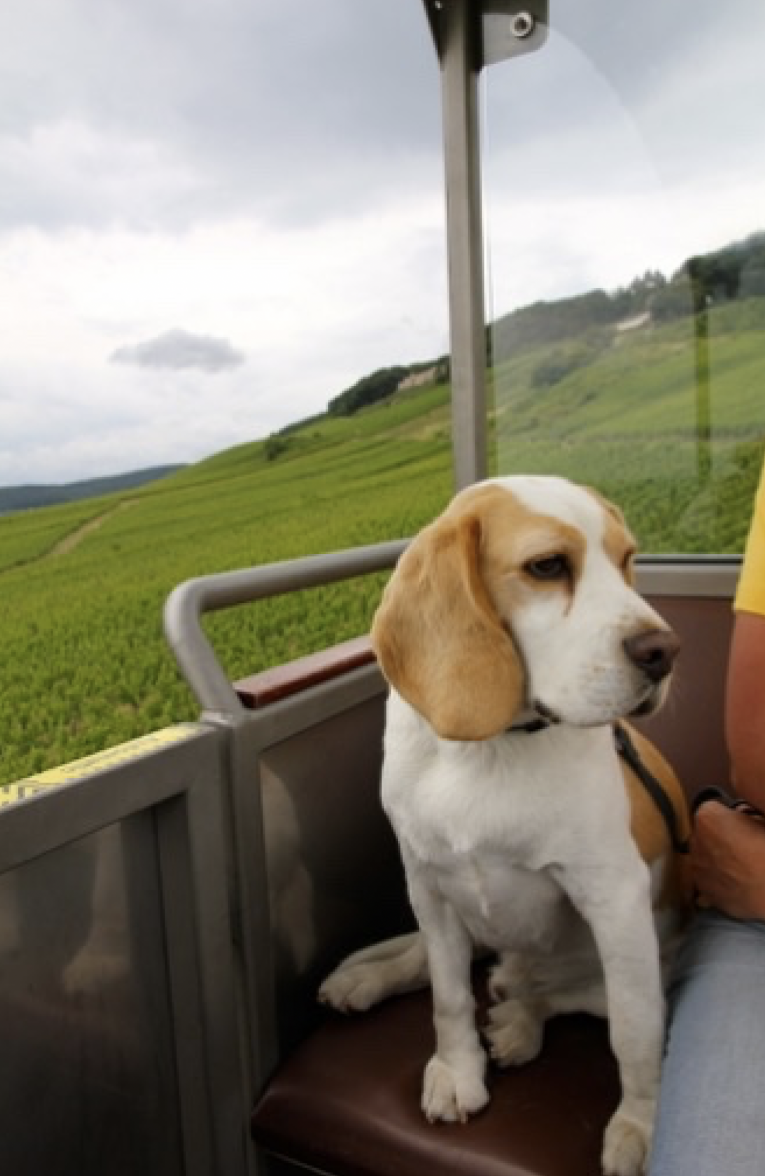 Screenshot 2020-01-31 at 21.45.54.png