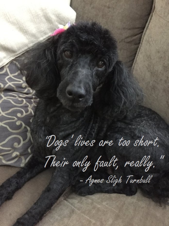 Jasmine on sofa - RIP.jpg