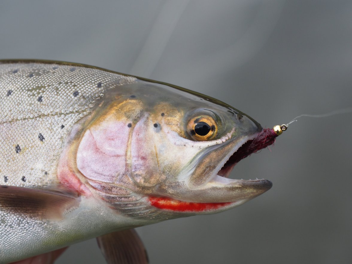 Close Up Fish, South San Juan.jpeg Close Up Fish, South San Juan.jpeg