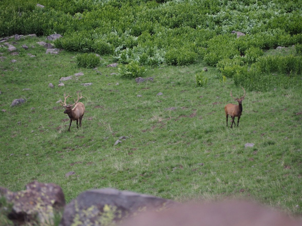 Unit 81 - Scouting - Elk 5.jpeg Unit 81 - Scouting - Elk 5.jpeg