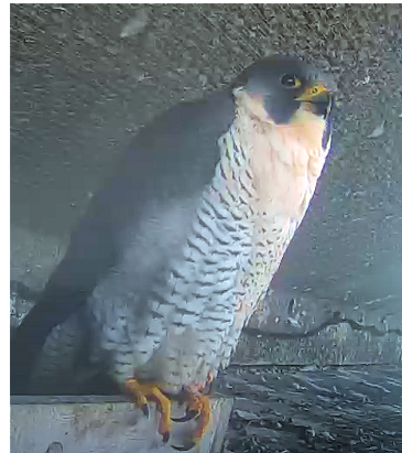 Falcon.jpg