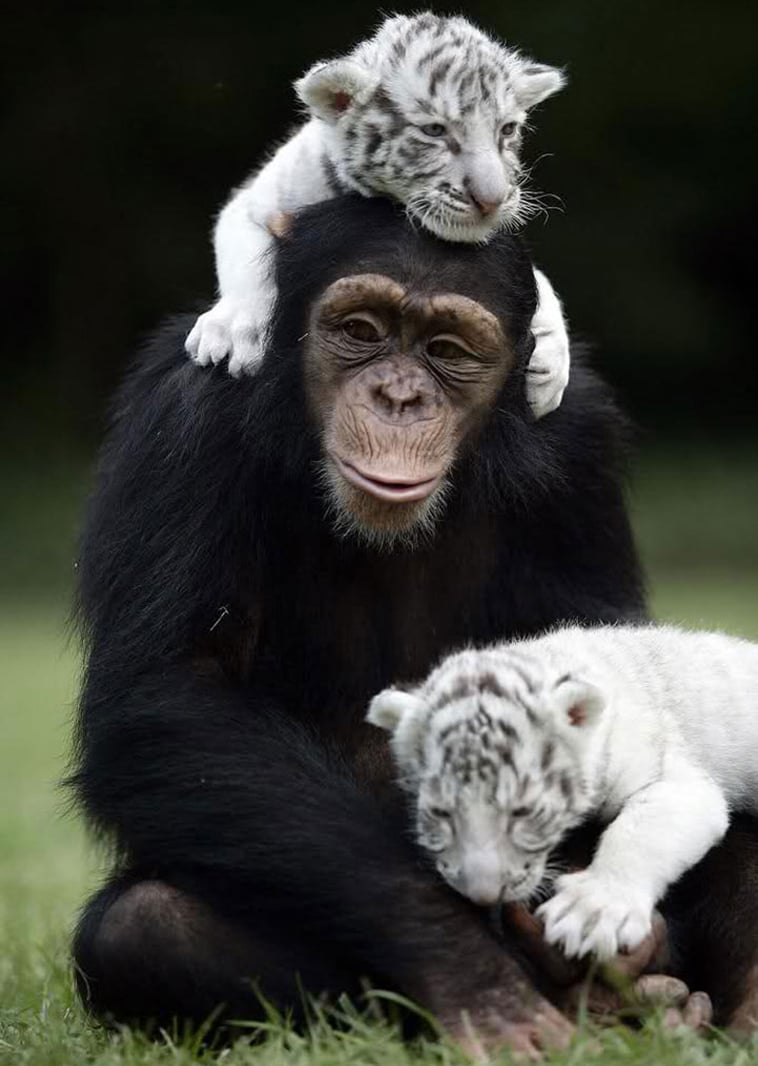 unusual-animal-friendships-17.jpg
