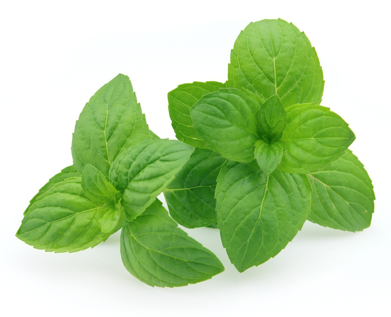 fresh-mint.jpg