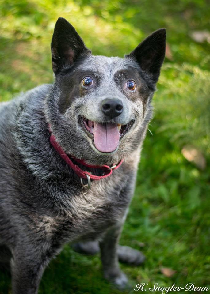 dog.jpg dog.jpg