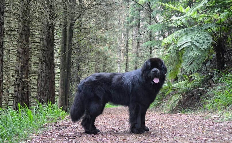 newfoundland-dog-featured-image.jpg