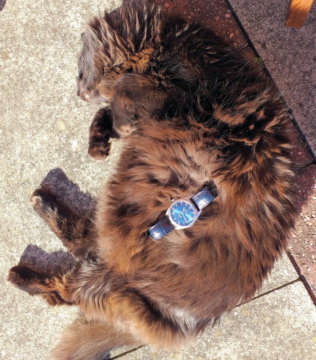Cat 1 - Copy.jpg