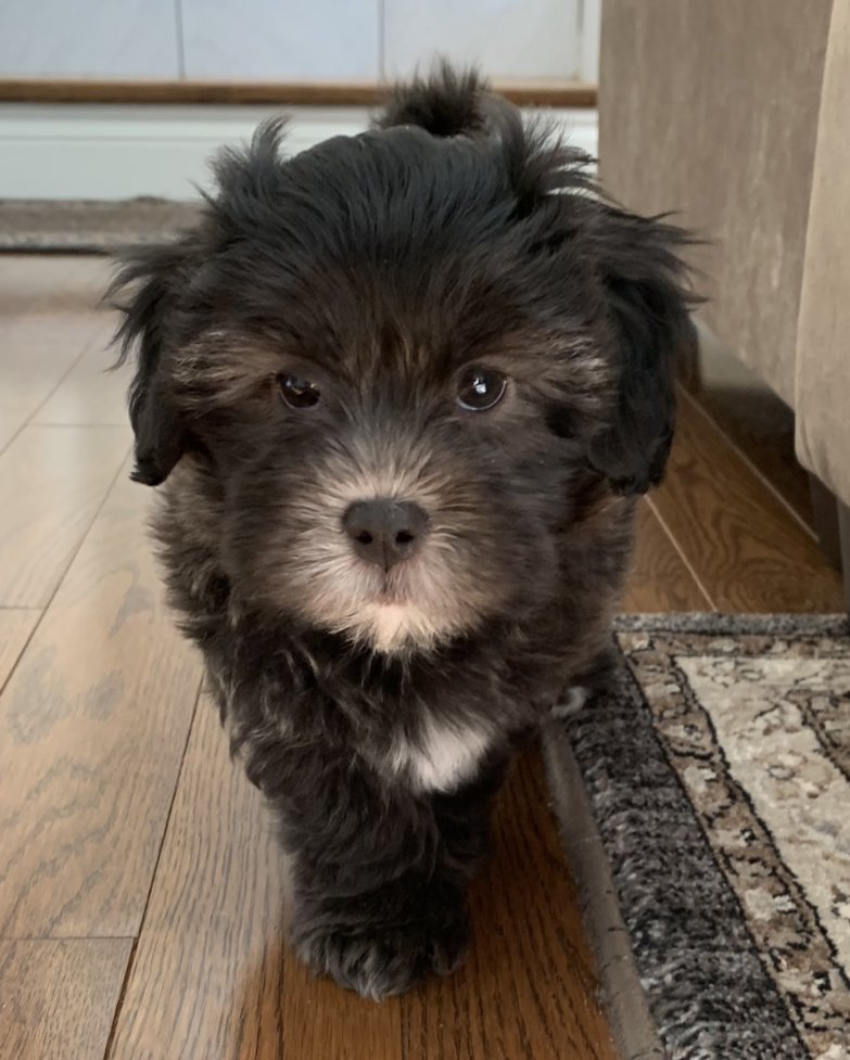 Bentley - creeping.jpg