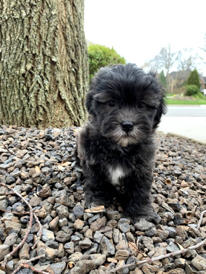 Bentley - front yard.jpg