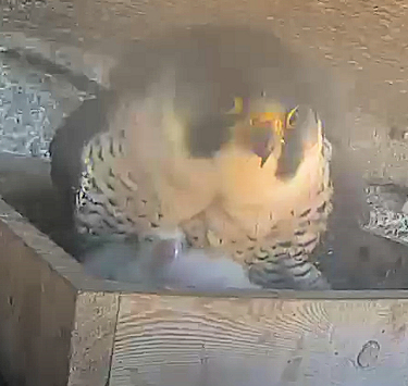 Hatched Falcons.jpg