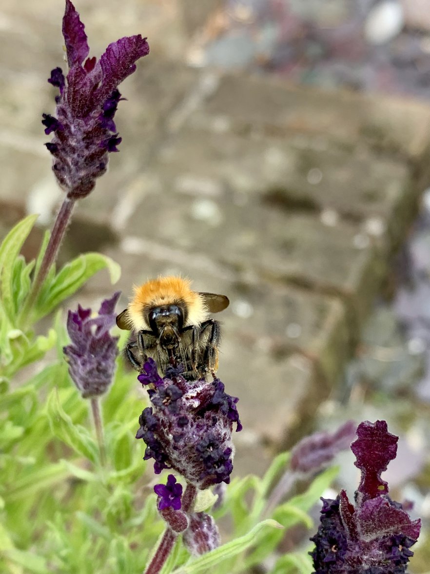 13CB0D5C-74DE-40B0-A5E8-47A0F52F2F8E_1_201_a.jpeg 13CB0D5C-74DE-40B0-A5E8-47A0F52F2F8E_1_201_a.jpeg