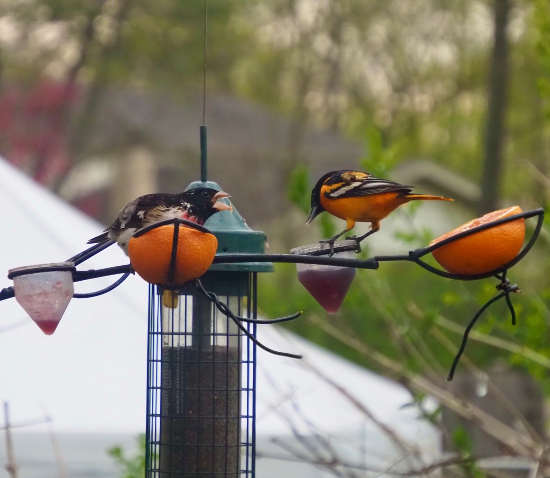 2198B005-EA85-4DD3-9FFE-9F400D60AB81.jpeg 2198B005-EA85-4DD3-9FFE-9F400D60AB81.jpeg