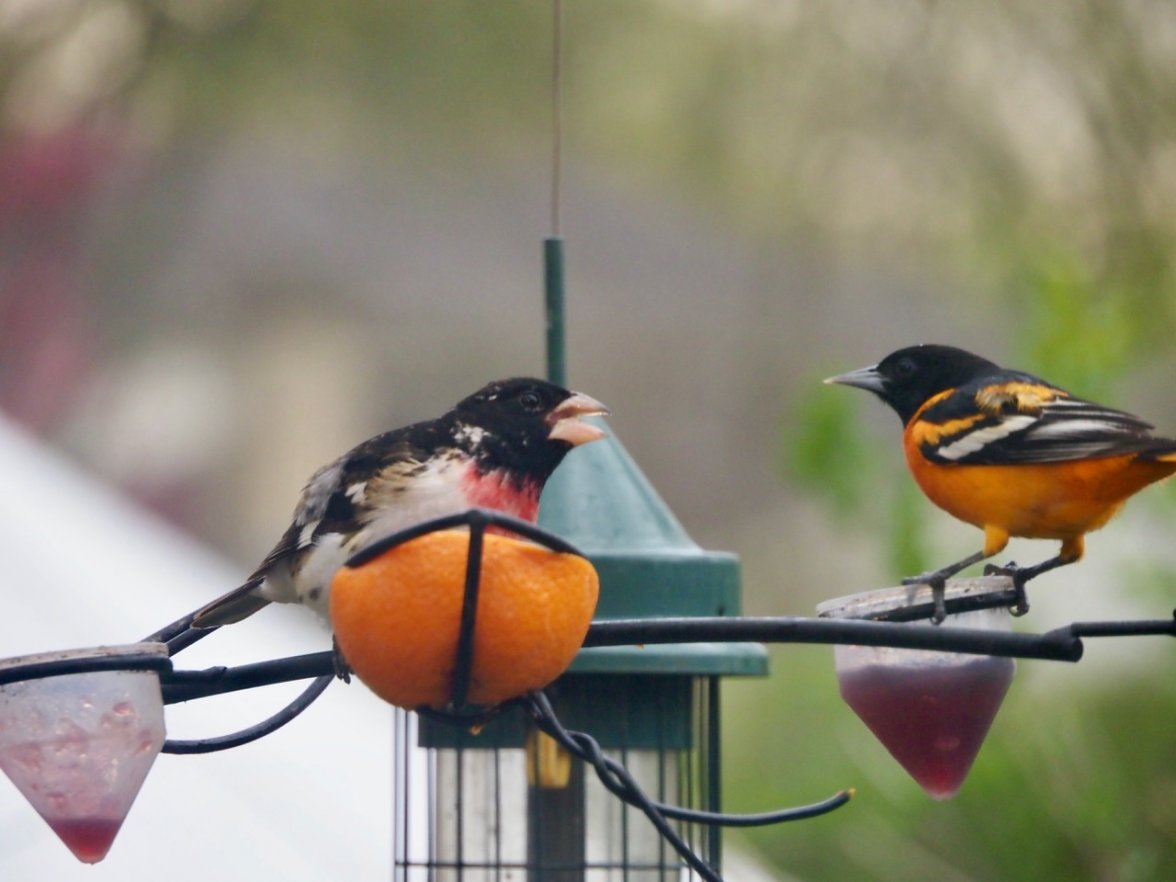 FC9B8E30-FF47-48E9-A702-0B8342B24131.jpeg FC9B8E30-FF47-48E9-A702-0B8342B24131.jpeg