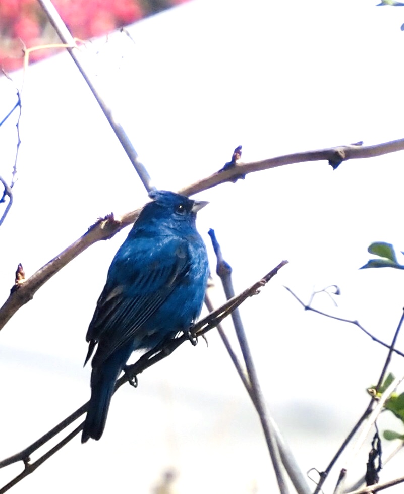 4528D5E6-6A66-4873-837E-C68BEAA78A23.jpeg 4528D5E6-6A66-4873-837E-C68BEAA78A23.jpeg