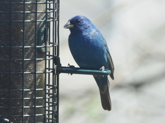 2552FEEC-791F-4A75-A943-41FA377F2E21.jpeg 2552FEEC-791F-4A75-A943-41FA377F2E21.jpeg