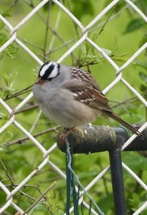 690A9DF4-8BAE-494A-B4EF-6FC3FE8658E8.jpeg 690A9DF4-8BAE-494A-B4EF-6FC3FE8658E8.jpeg